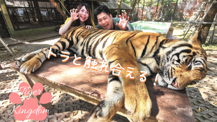 【タイ旅行】タイガーキングダムでトラと触れ合える！？プーケットでトラと写真が撮れる非日常体験